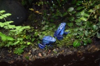 Kjell Espeland - De små blå froskene